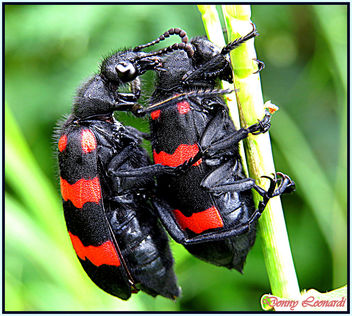 It Is Love - Free image #297161